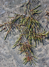 American Perennial Glasswort