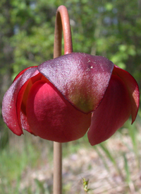 Purple Pitcherplant