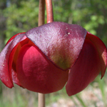 Purple Pitcherplant