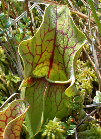 Purple Pitcherplant