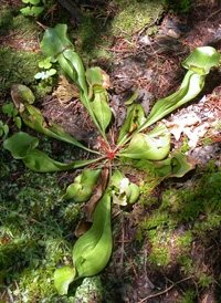 Purple Pitcherplant