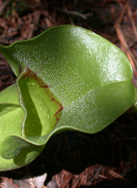 Purple Pitcherplant