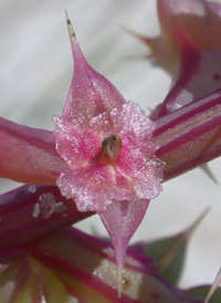 Prickly Saltwort