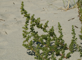 Prickly Saltwort