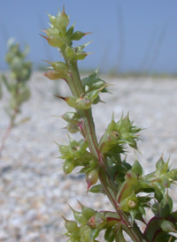 Prickly Saltwort