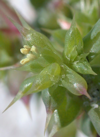 Prickly Saltwort