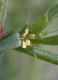 Russian-thistle