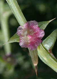 Russian-thistle