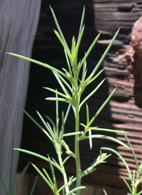 Russian-thistle