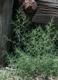 Russian-thistle