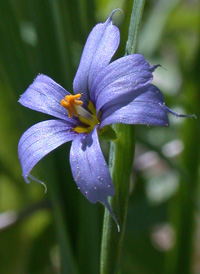 Narrow-leaved Blue-eyed-grass