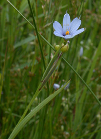 Narrow-leaved Blue-eyed-grass