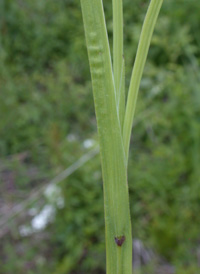 Narrow-leaved Blue-eyed-grass