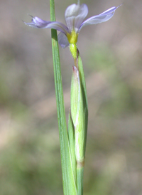 Eastern Blue-eyed-grass