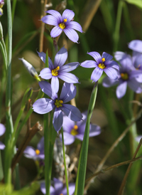 Eastern Blue-eyed-grass