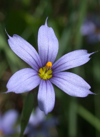 Eastern Blue-eyed-grass