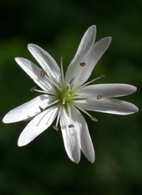 Lesser Stitchwort