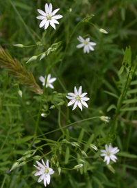 Lesser Stitchwort