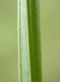 Lesser Stitchwort