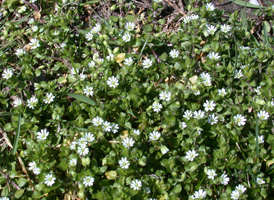 Common Chickweed