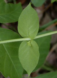 Common Chickweed