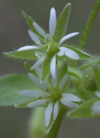 Common Chickweed