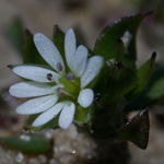 Common Chickweed Common Chickweed