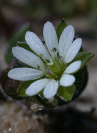 Common Chickweed