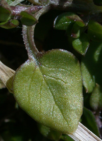 Common Chickweed