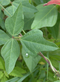 Trailing Fuzzy-bean