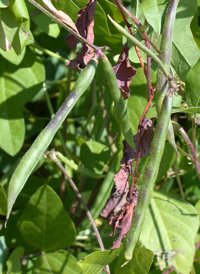 Trailing Fuzzy-bean