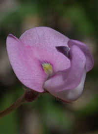Small-flowered Fuzzy-bean