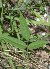 Small-flowered Fuzzy-bean