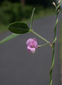 Small-flowered Fuzzy-bean