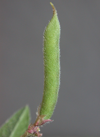 Small-flowered Fuzzy-bean