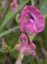 Pink Fuzzy-bean