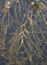 Fennel-leaved Pondweed