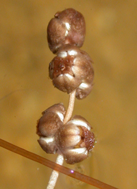 Fennel-leaved Pondweed