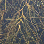 Fennel-leaved Pondweed