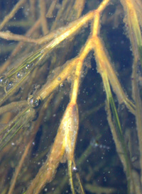 Fennel-leaved Pondweed