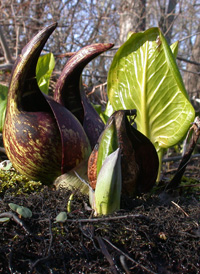 Skunk-cabbage