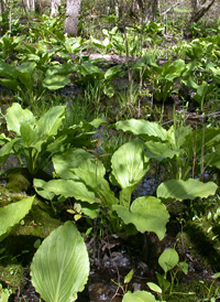 Skunk-cabbage