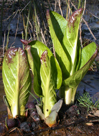 Skunk-cabbage