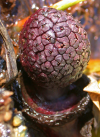 Skunk-cabbage