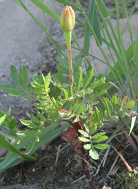 French Marigold