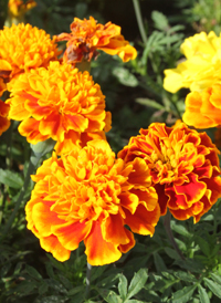 French Marigold