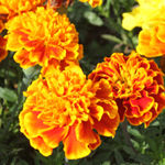 French Marigold French Marigold