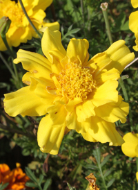 French Marigold