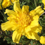 French Marigold French Marigold