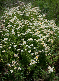 Feverfew